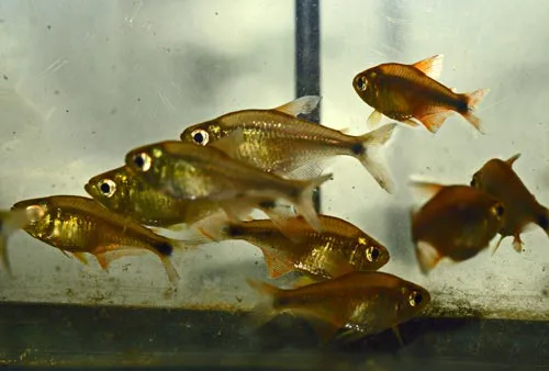 Foto de Hasemania hanseni em ambiente natural ou aquário