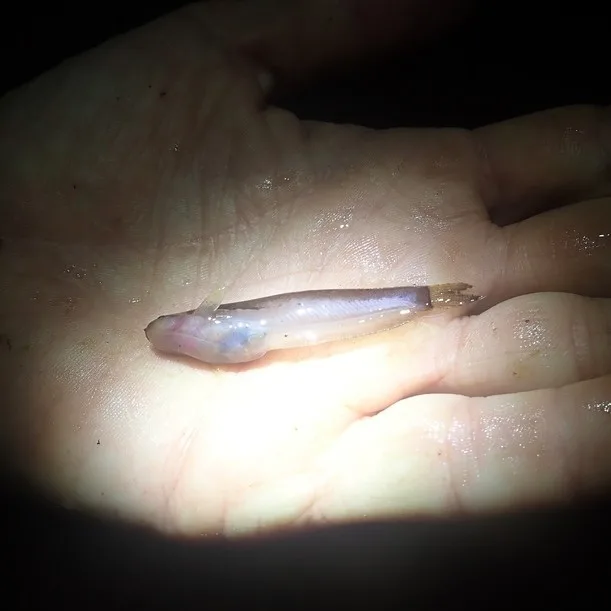 Foto de Helogenes marmoratus em ambiente natural ou aquário