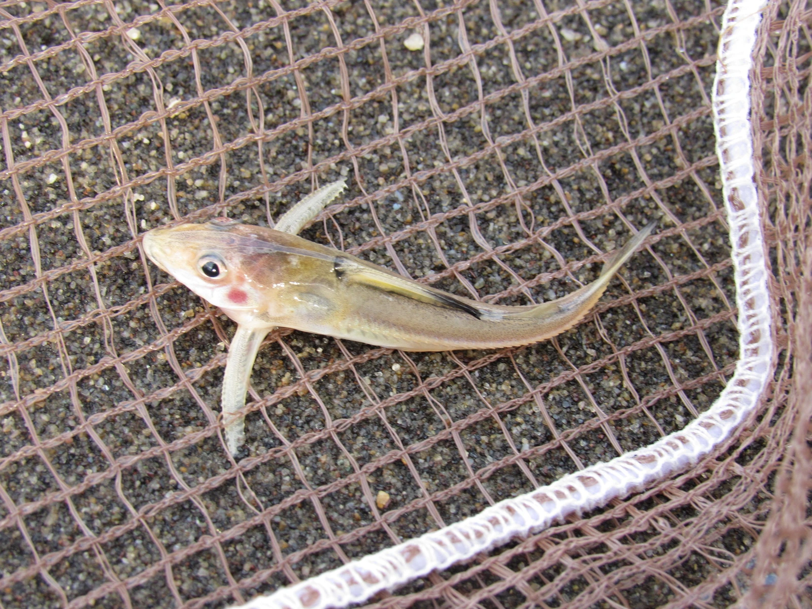 Foto de Hemidoras stenopeltis em ambiente natural ou aquário