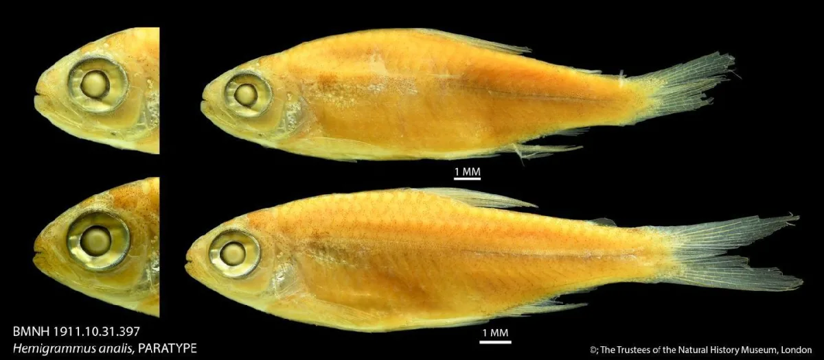 Foto de Hemigrammus analis em ambiente natural ou aquário