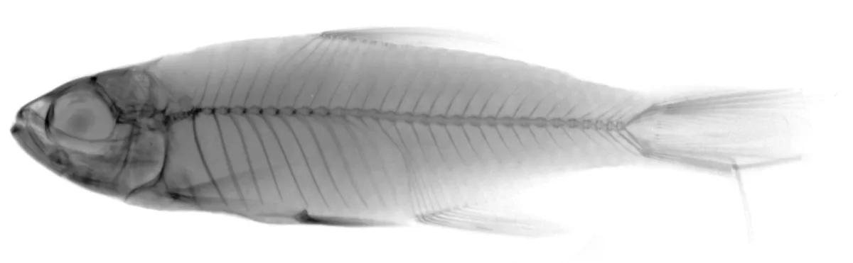 Foto de Hemigrammus cupreus em ambiente natural ou aquário
