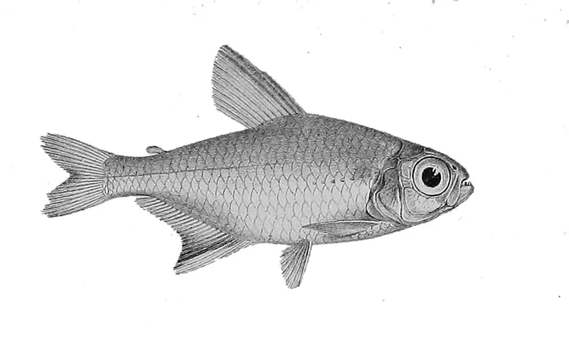 Foto de Hemigrammus elegans em ambiente natural ou aquário
