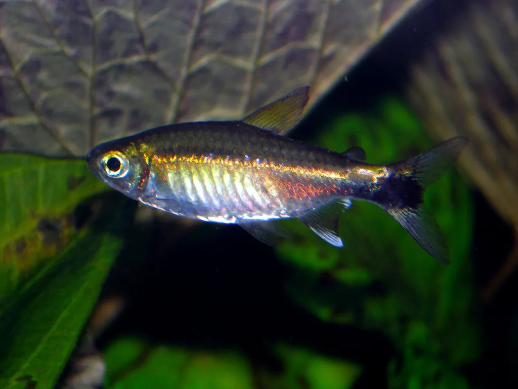 Foto de Hemigrammus hyanuary em ambiente natural ou aquário