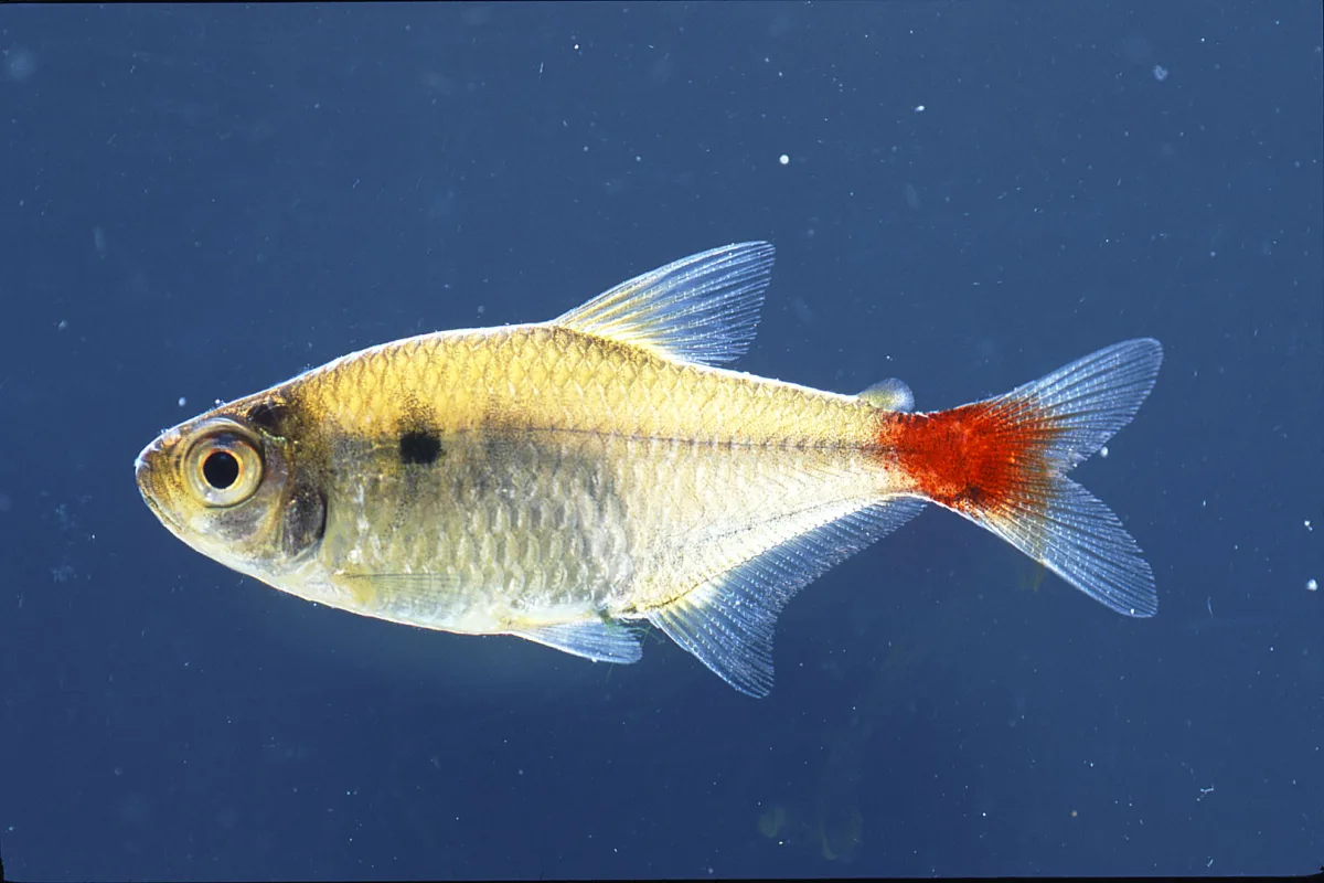 Foto de Hemigrammus stictus em ambiente natural ou aquário