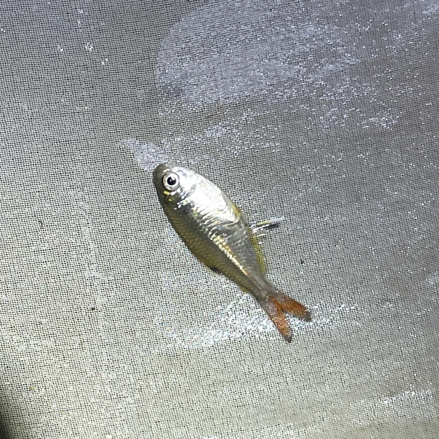 Foto de Hemigrammus unilineatus em ambiente natural ou aquário