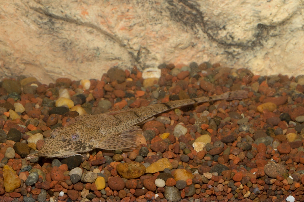 Foto de Hemiodontichthys acipenserinus em ambiente natural ou aquário