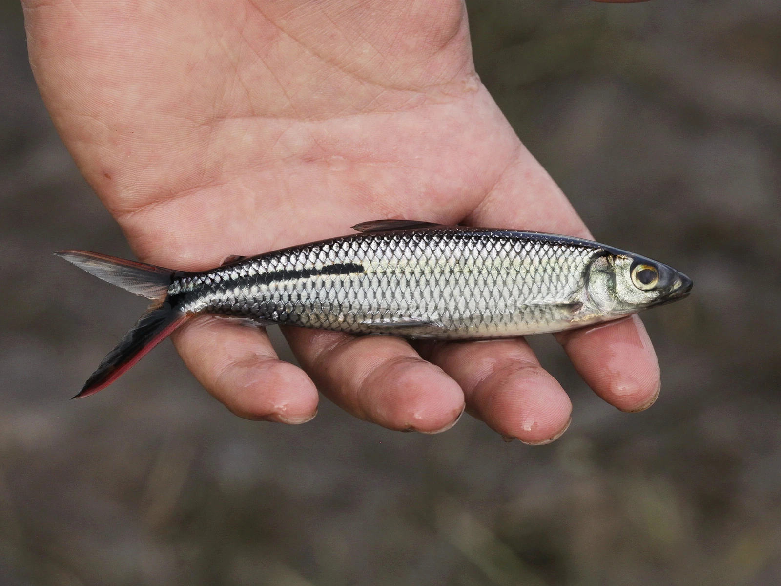 Foto de Hemiodus gracilis em ambiente natural ou aquário