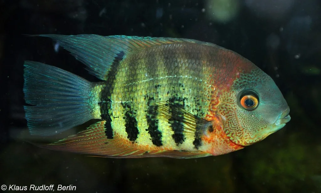 Foto de Heros efasciatus em ambiente natural ou aquário