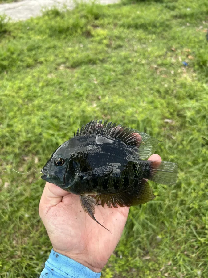 Foto de Heros severus em ambiente natural ou aquário