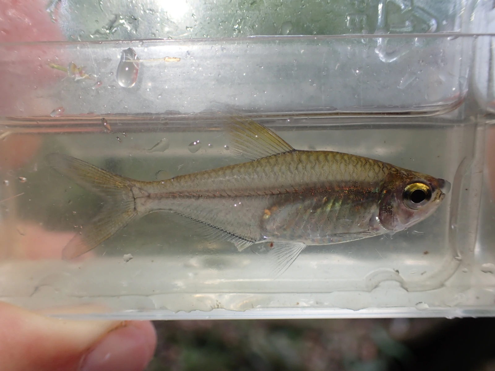Foto de Heterocharax macrolepis em ambiente natural ou aquário