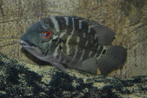 Foto de Hoplarchus psittacus em ambiente natural ou aquário