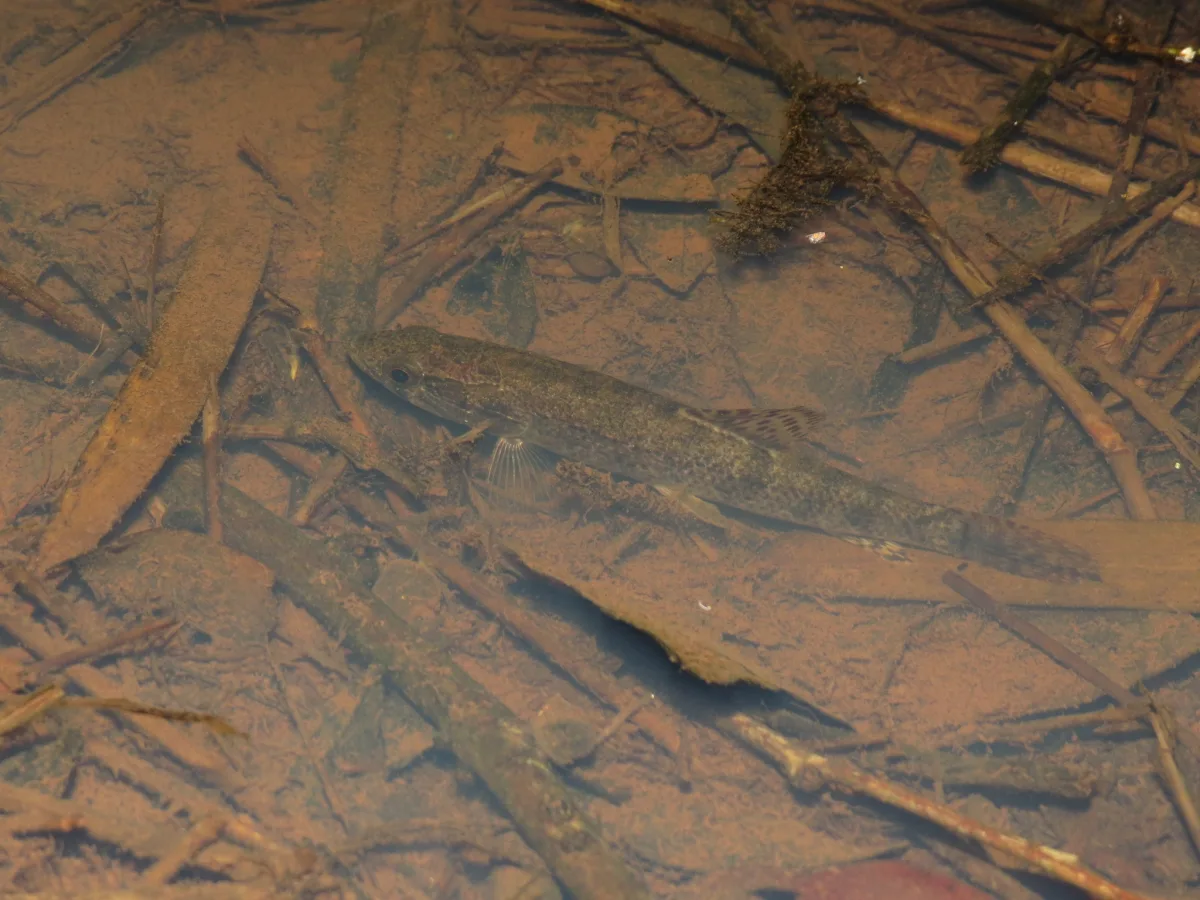 Foto de Hoplias malabaricus em ambiente natural ou aquário