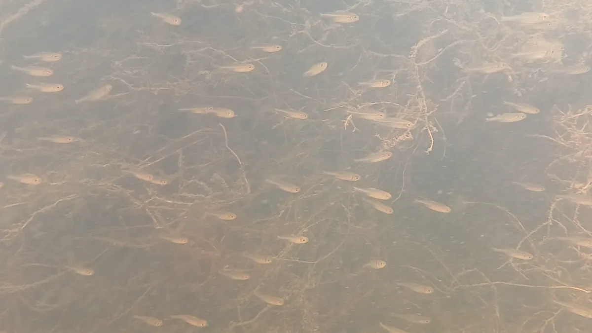 Foto de Hoplocharax goethei em ambiente natural ou aquário