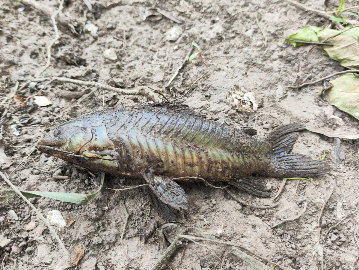 Foto de Hoplosternum littorale em ambiente natural ou aquário