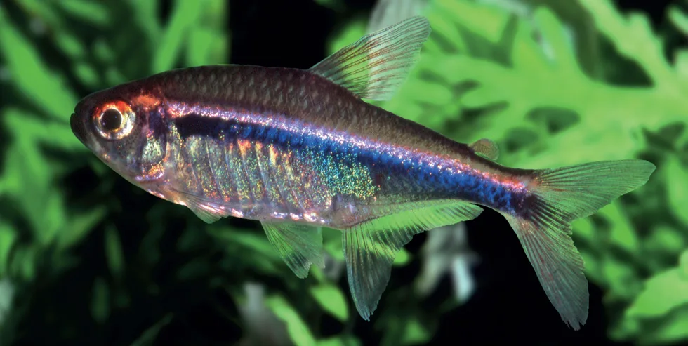Foto de Hyphessobrycon agulha em ambiente natural ou aquário