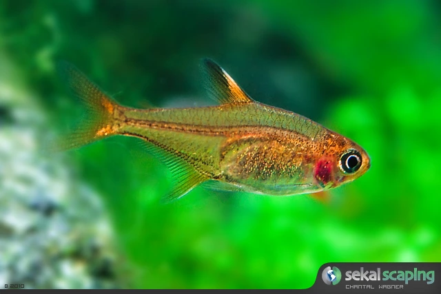 Foto de Hyphessobrycon amandae em ambiente natural ou aquário