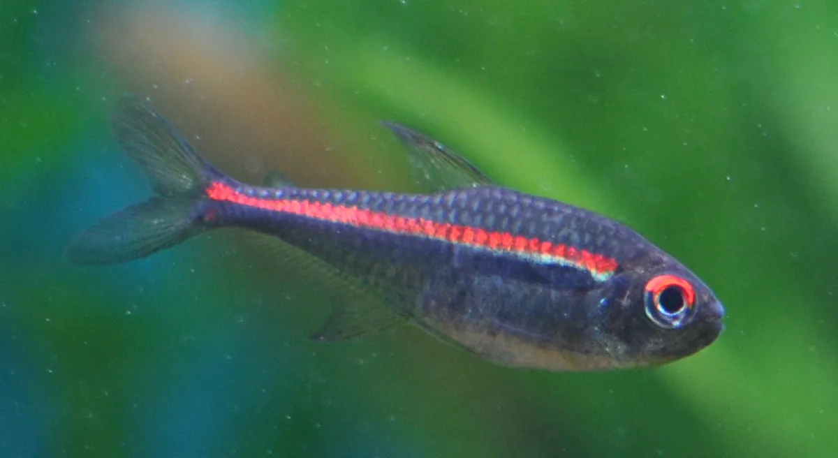 Foto de Hyphessobrycon amapaensis em ambiente natural ou aquário