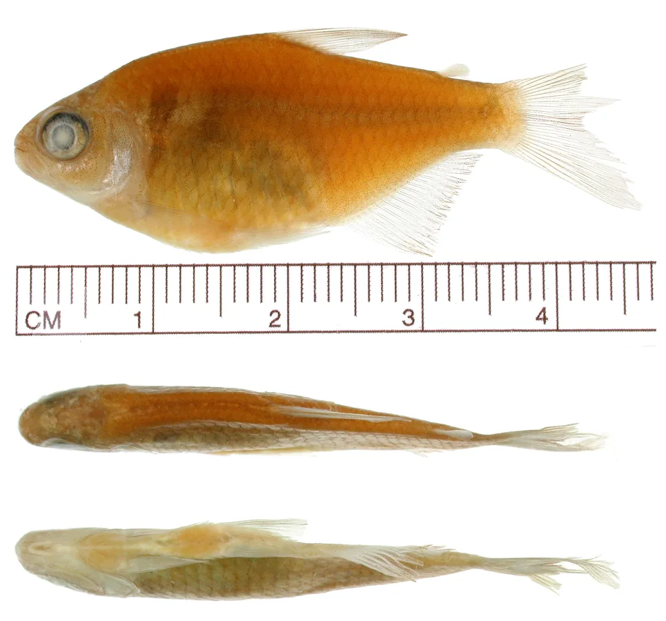 Foto de Hyphessobrycon balbus em ambiente natural ou aquário