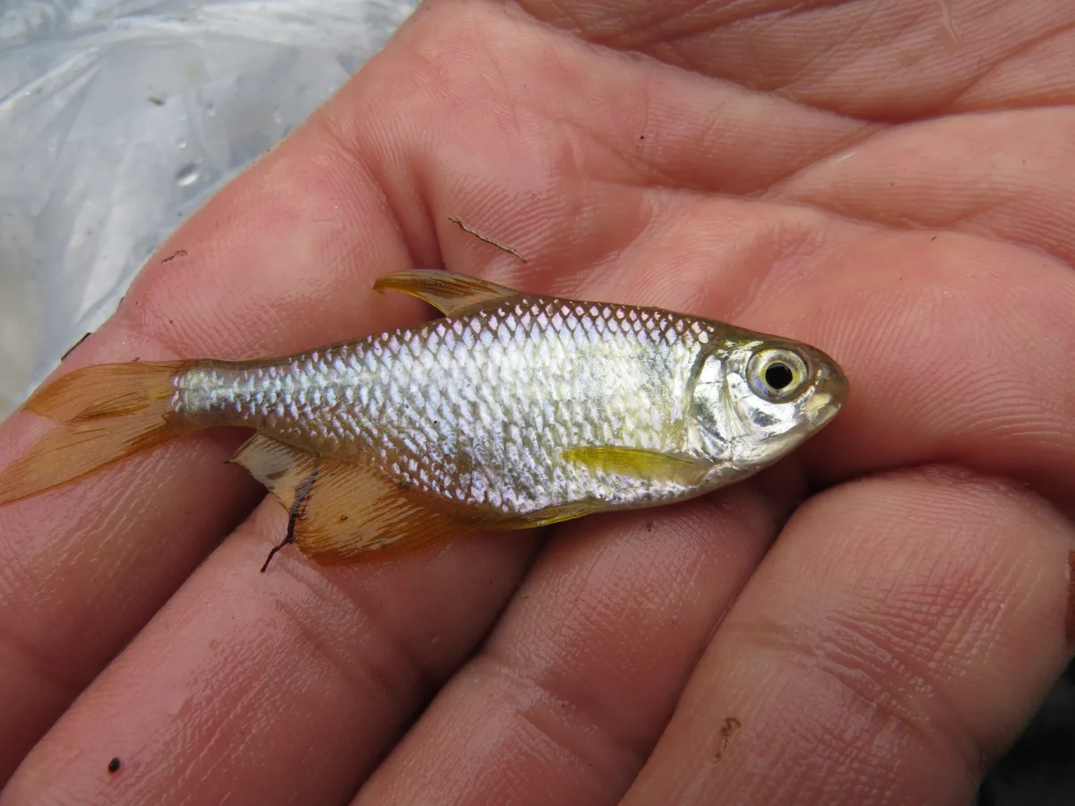 Foto de Hyphessobrycon bifasciatus em ambiente natural ou aquário
