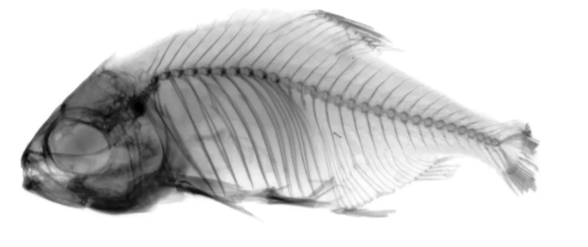 Foto de Hyphessobrycon boulengeri em ambiente natural ou aquário