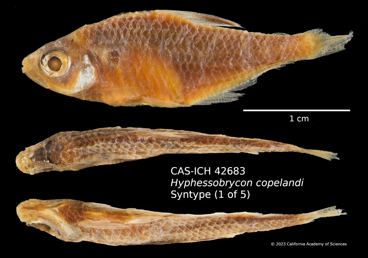 Foto de Hyphessobrycon copelandi em ambiente natural ou aquário