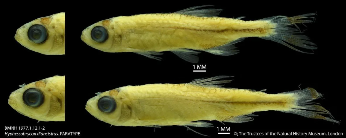 Foto de Hyphessobrycon diancistrus em ambiente natural ou aquário
