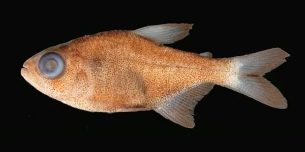 Foto de Hyphessobrycon eilyos em ambiente natural ou aquário