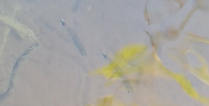 Foto de Hyphessobrycon elachys em ambiente natural ou aquário