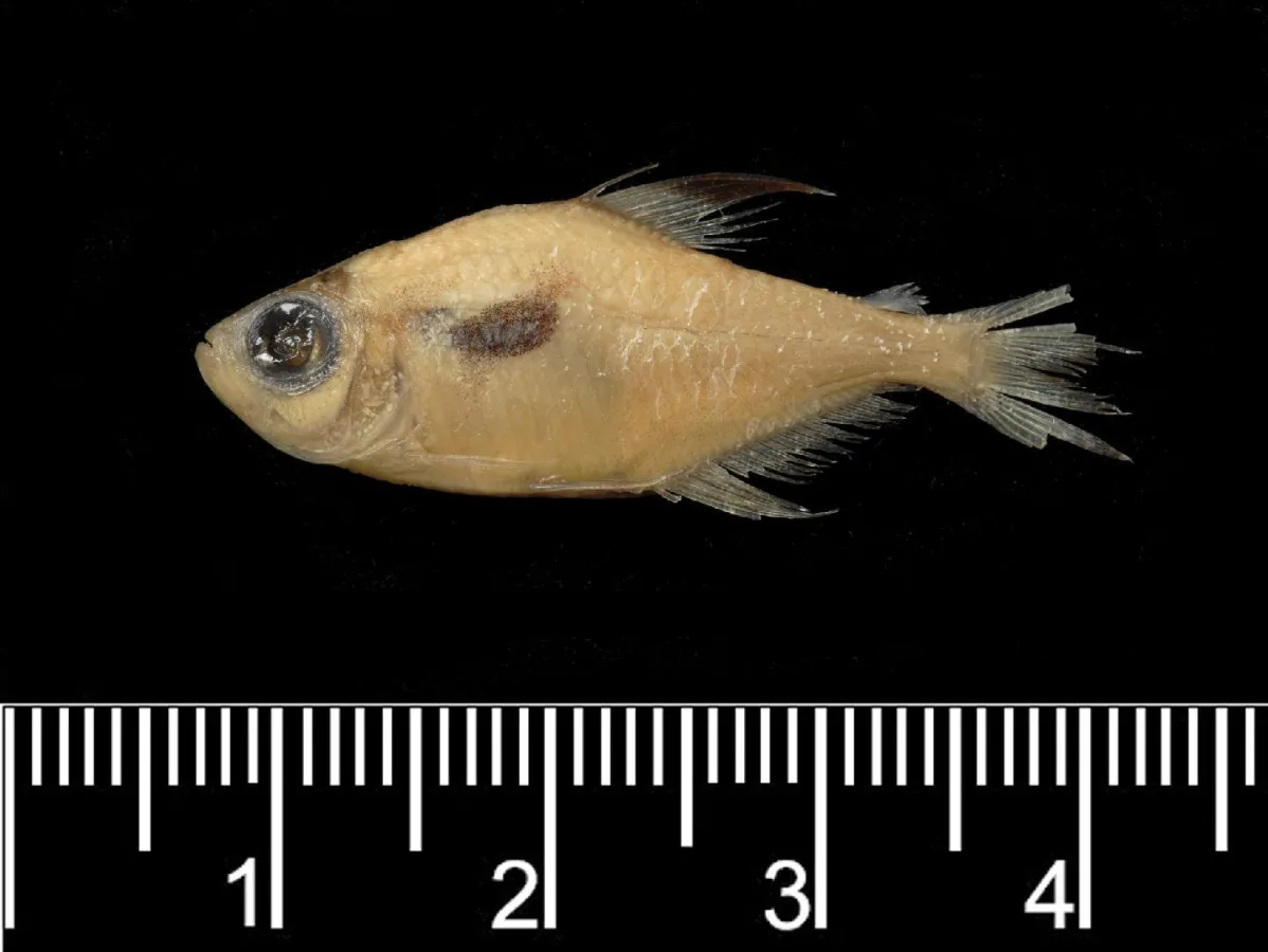 Foto de Hyphessobrycon epicharis em ambiente natural ou aquário