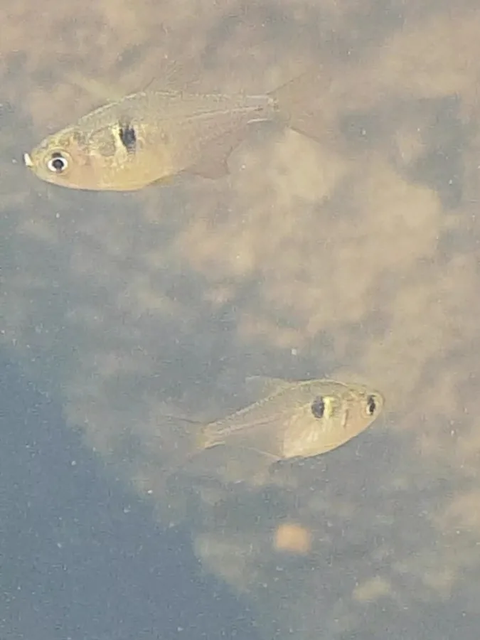 Foto de Hyphessobrycon griemi em ambiente natural ou aquário