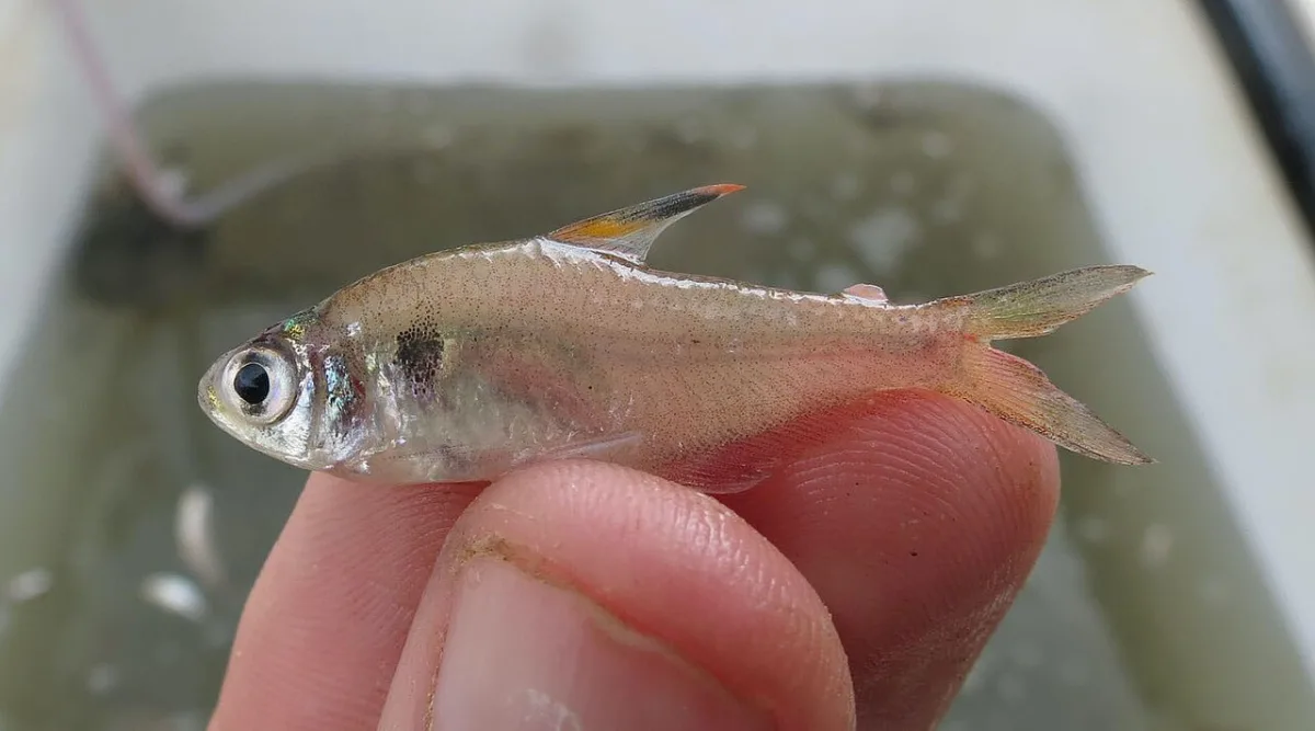 Foto de Hyphessobrycon hasemani em ambiente natural ou aquário