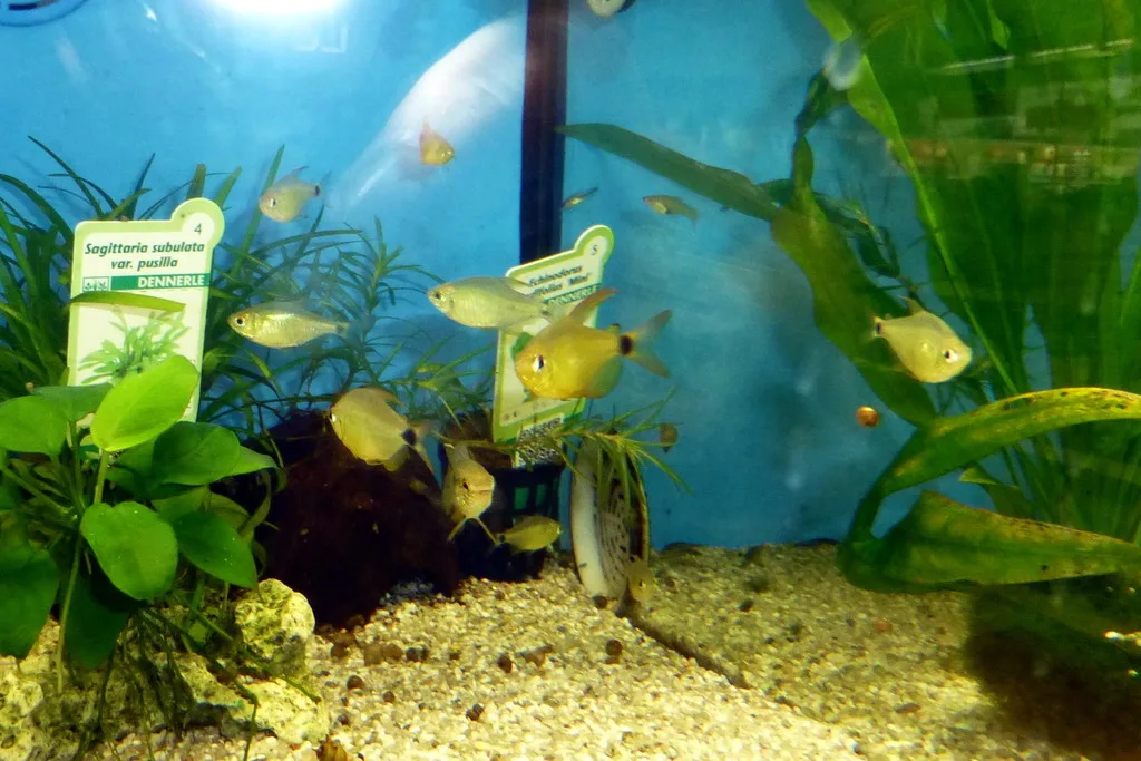 Foto de Hyphessobrycon heliacus em ambiente natural ou aquário