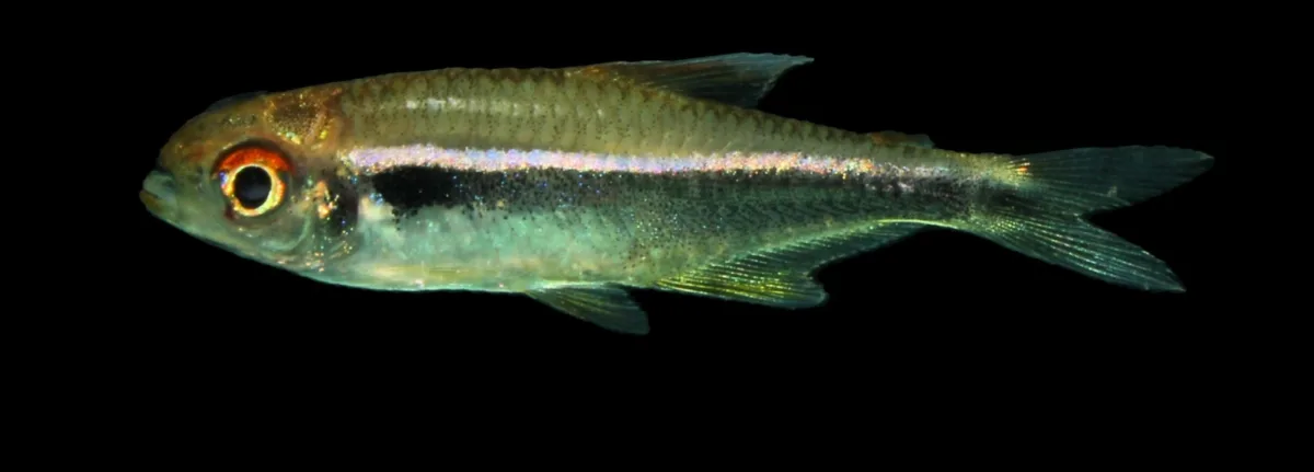 Foto de Hyphessobrycon herbertaxelrodi em ambiente natural ou aquário
