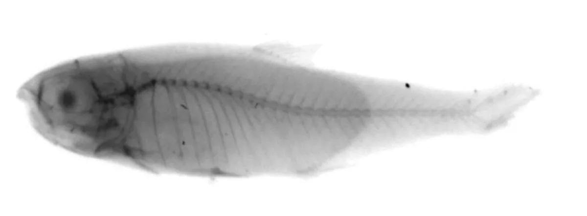 Foto de Hyphessobrycon heterorhabdus em ambiente natural ou aquário