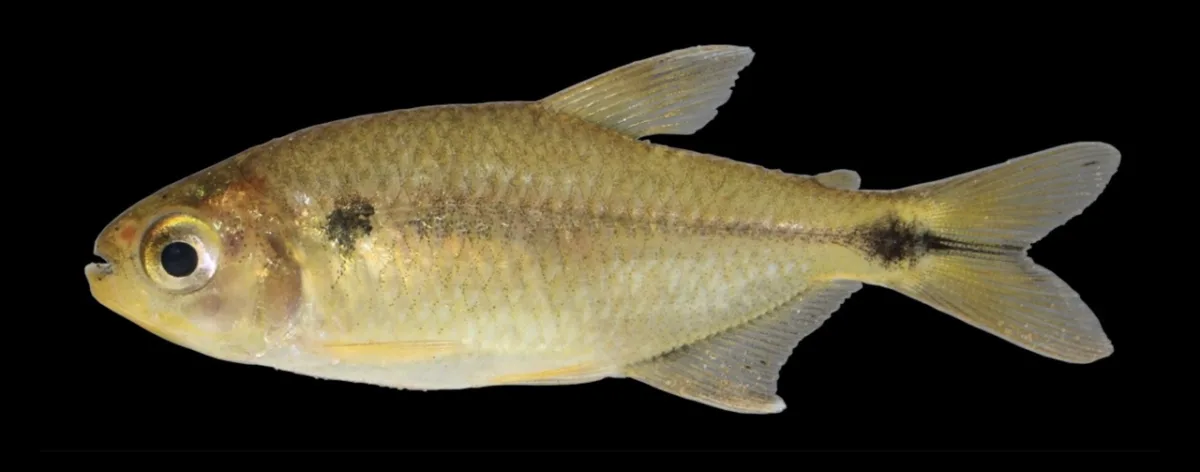 Foto de Hyphessobrycon langeanii em ambiente natural ou aquário