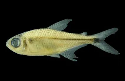 Foto de Hyphessobrycon melazonatus em ambiente natural ou aquário