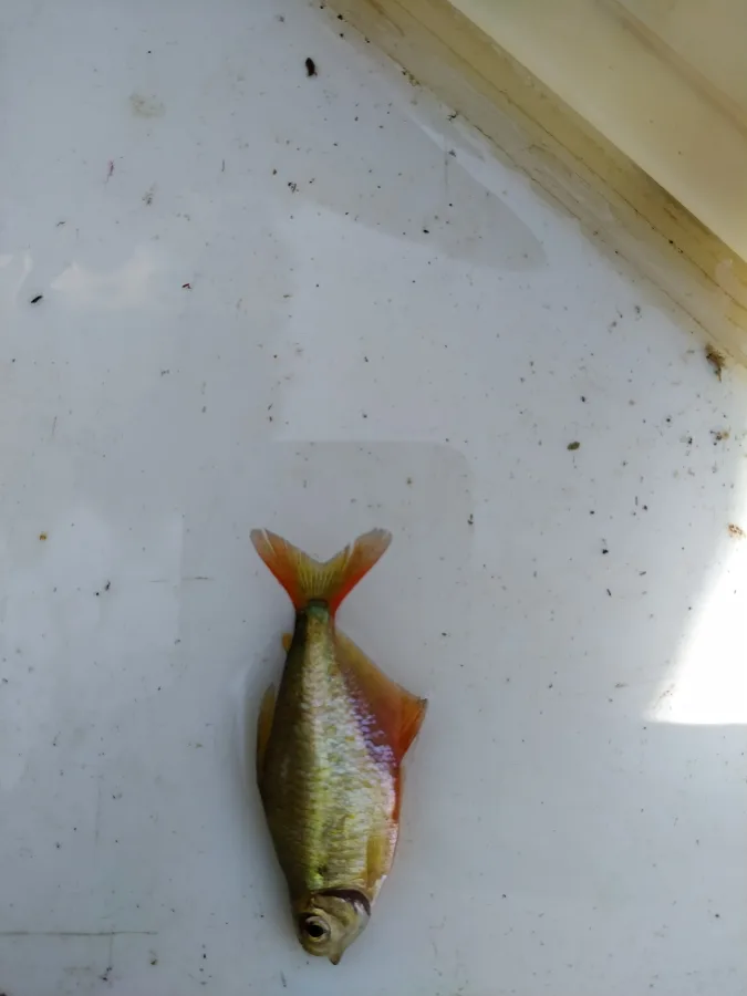 Foto de Hyphessobrycon meridionalis em ambiente natural ou aquário