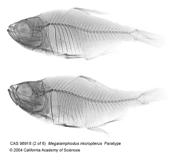 Foto de Hyphessobrycon micropterus em ambiente natural ou aquário