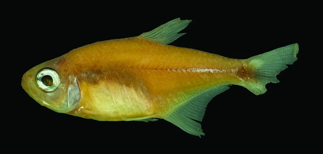 Foto de Hyphessobrycon moniliger em ambiente natural ou aquário