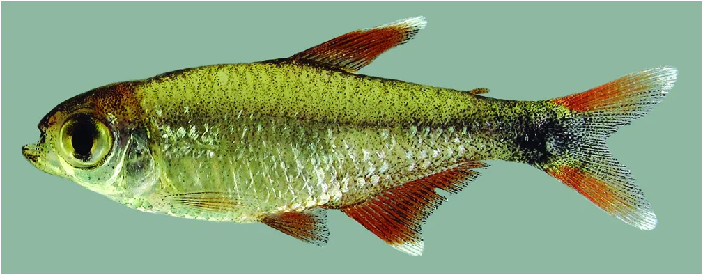 Foto de Hyphessobrycon parvellus em ambiente natural ou aquário