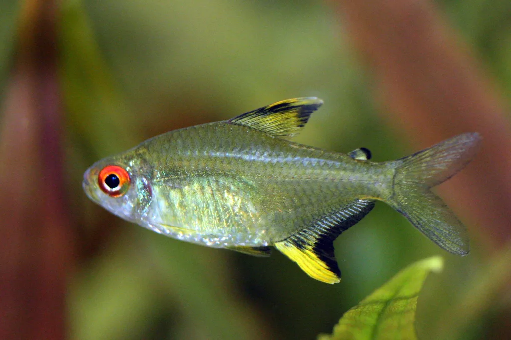 Foto de Hyphessobrycon pulchripinnis em ambiente natural ou aquário