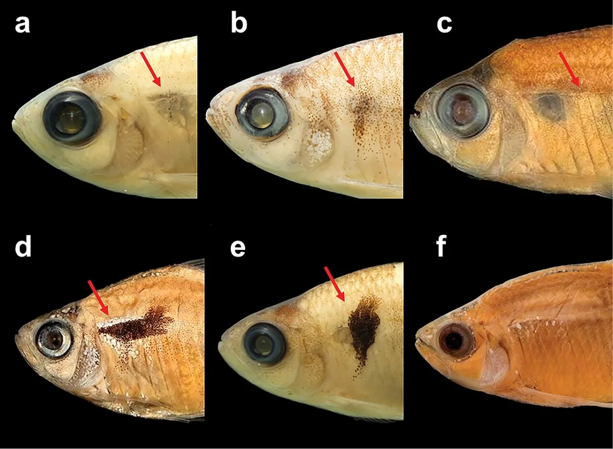 Foto de Hyphessobrycon pyrrhonotus em ambiente natural ou aquário