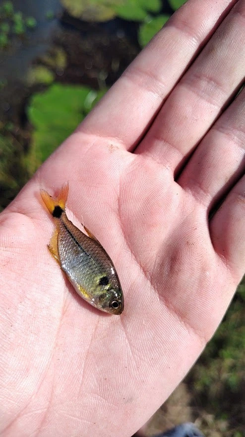 Foto de Hyphessobrycon reticulatus em ambiente natural ou aquário
