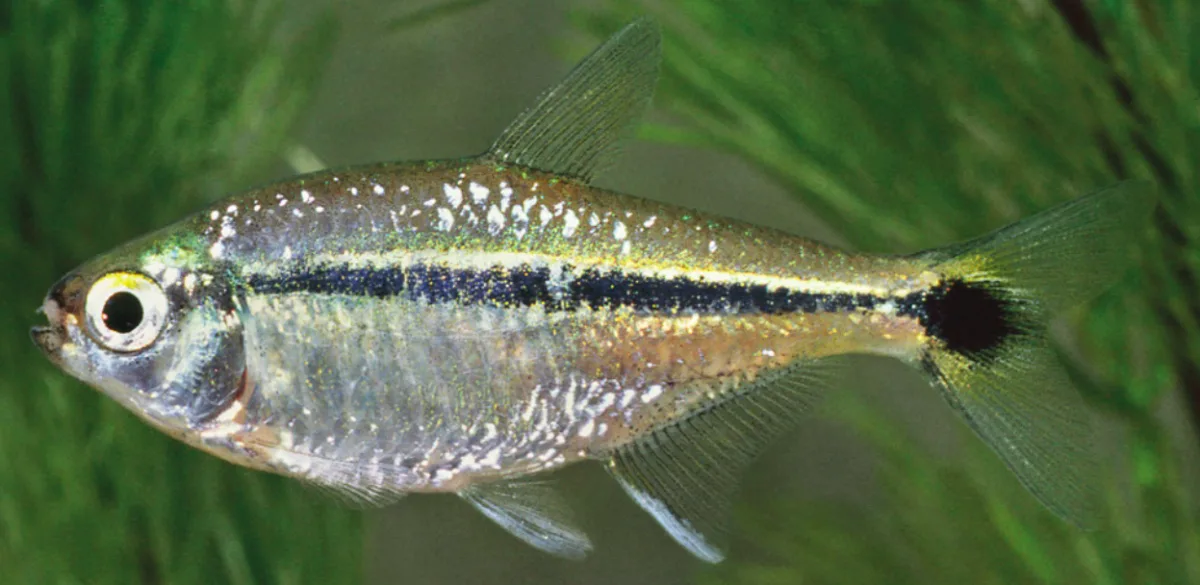 Foto de Hyphessobrycon scholzei em ambiente natural ou aquário