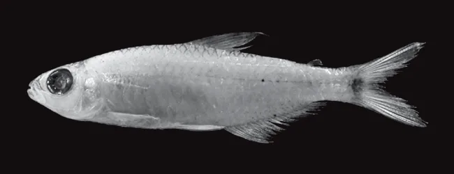 Foto de Hyphessobrycon scutulatus em ambiente natural ou aquário