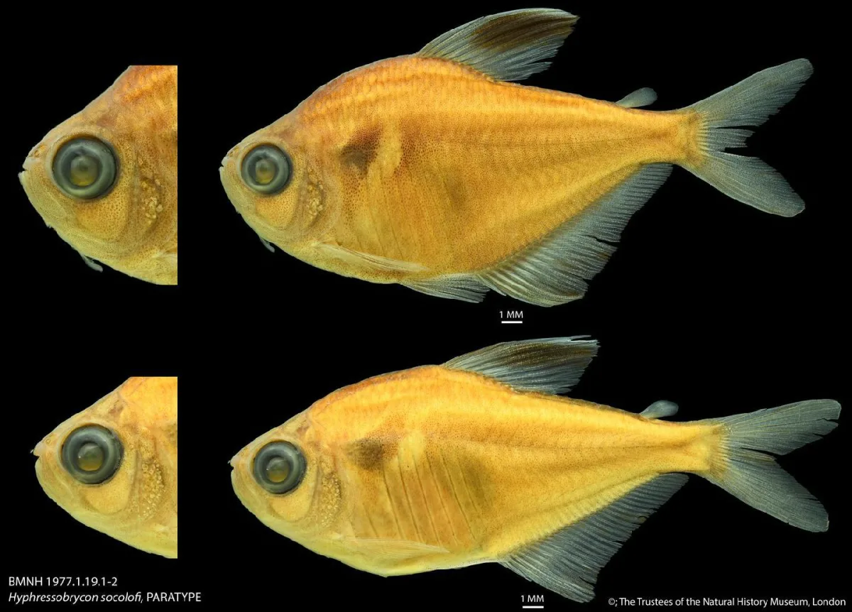 Foto de Hyphessobrycon socolofi em ambiente natural ou aquário