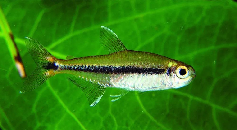 Foto de Hyphessobrycon stegemanni em ambiente natural ou aquário