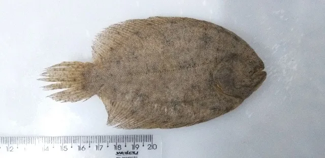 Foto de Hypoclinemus mentalis em ambiente natural ou aquário