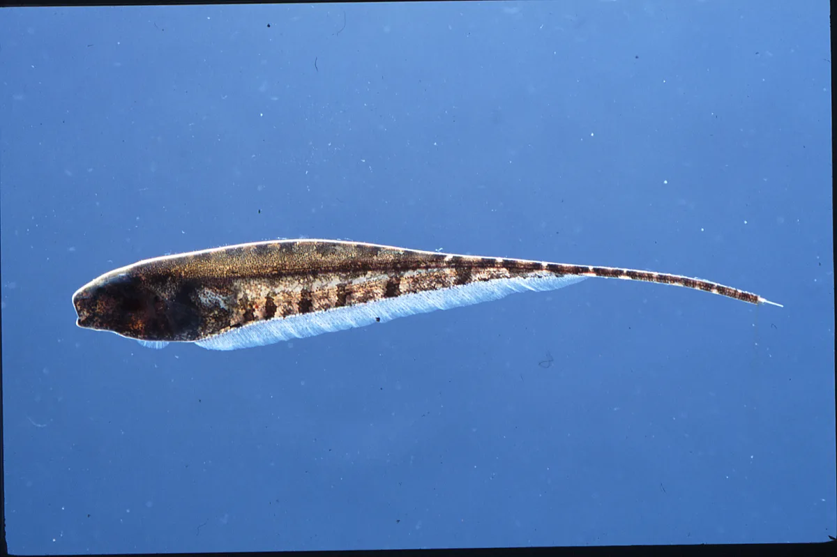 Foto de Hypopygus lepturus em ambiente natural ou aquário