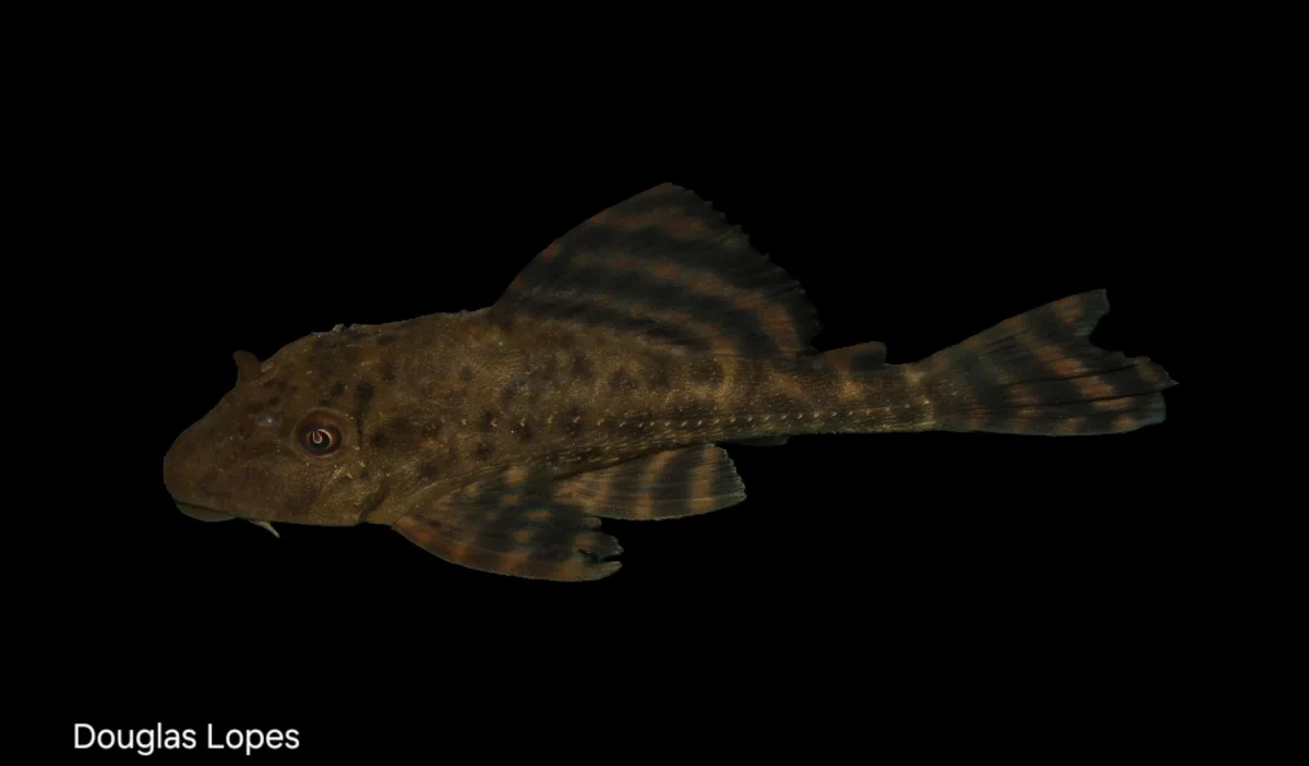 Foto de Hypostomus boulengeri em ambiente natural ou aquário